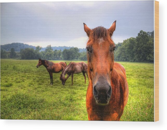 Horse Wood Print featuring the photograph A starring horse 2 by Jonny D