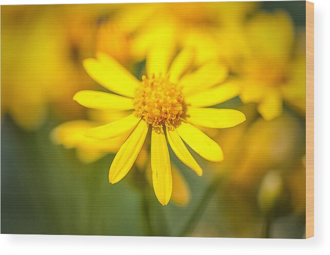 Texas Wildflower Wood Print featuring the photograph Texas Wildflower 2 by Victor Culpepper