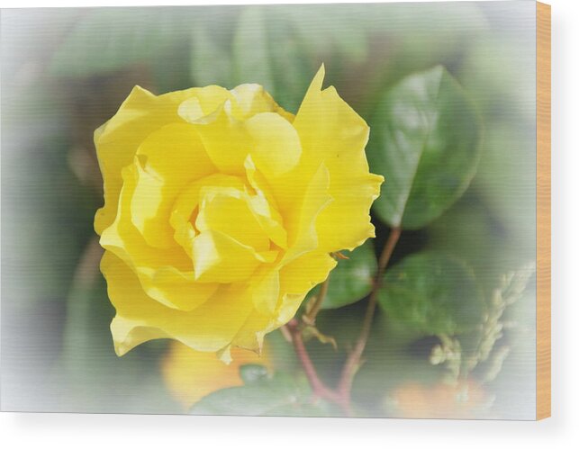 Yellow Wood Print featuring the photograph A Touch of Sunshine Yellow by Jacqui Kilcoyne