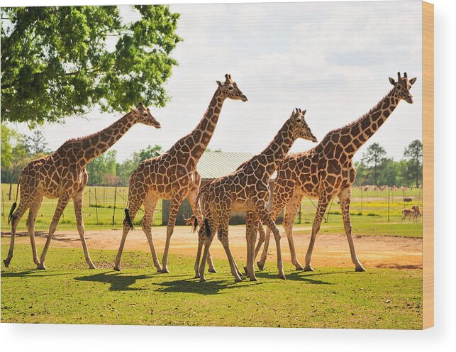 Animal Wood Print featuring the photograph A Tower of Giraffe by Photography By Sai