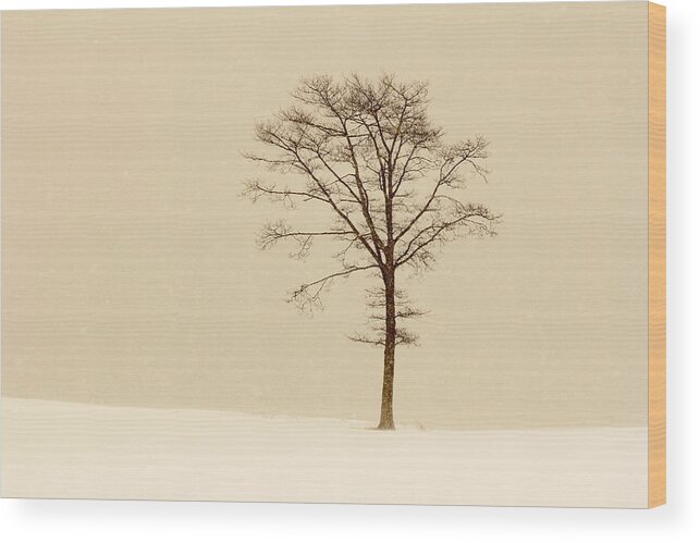 Canada Wood Print featuring the photograph A tree on a hill in a snow storm by Gary Corbett