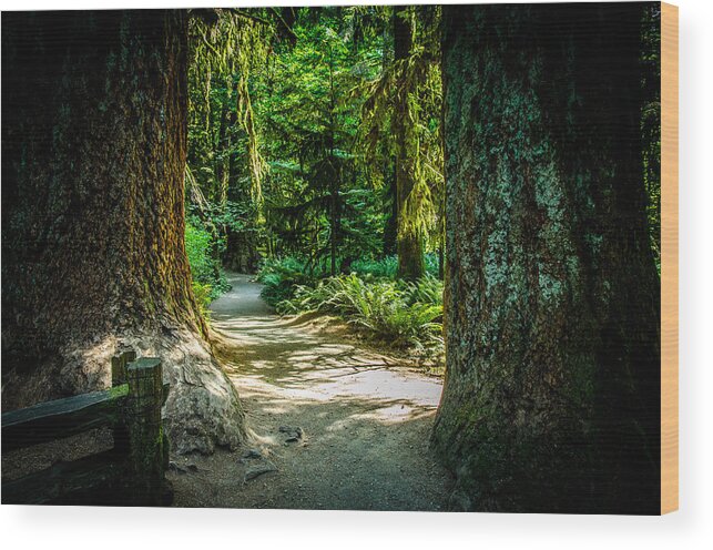 Old Growth Forest Wood Print featuring the photograph Pathway Cathedral Grove by Roxy Hurtubise