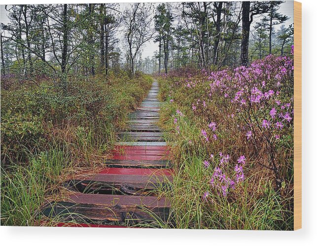 Saco Heath Wood Print featuring the photograph A Walk In The Heath Saco Maine by Jeff Sinon