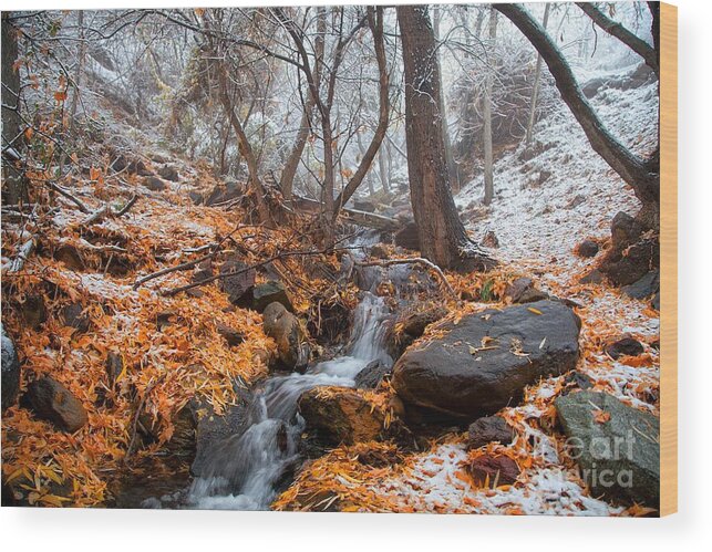 Colorful Leaves Wood Print featuring the photograph A Winter Scene in Jerome Arizona by Ron Chilston