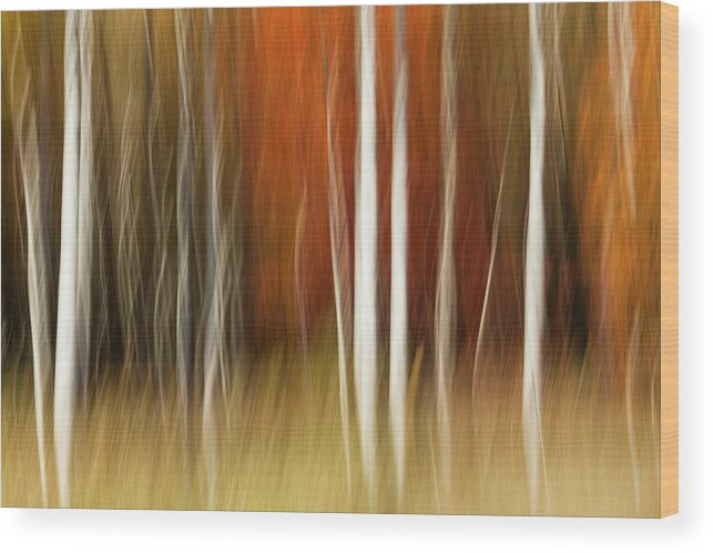 Apostle Wood Print featuring the photograph Abstract Impression Of Birch Trees by Brenda Tharp