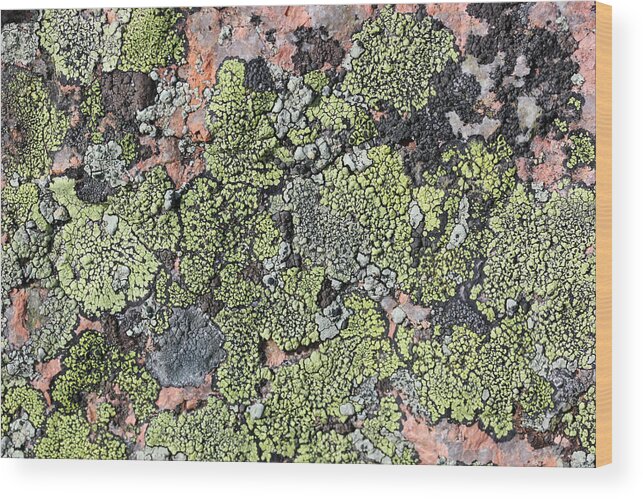 Acadia Wood Print featuring the photograph Acadia Granite 13 by Mary Bedy