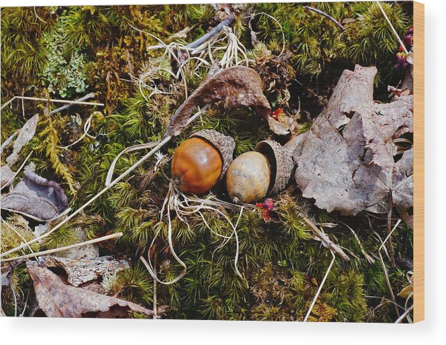 Acorns Wood Print featuring the photograph Two Acorns by Mike Murdock