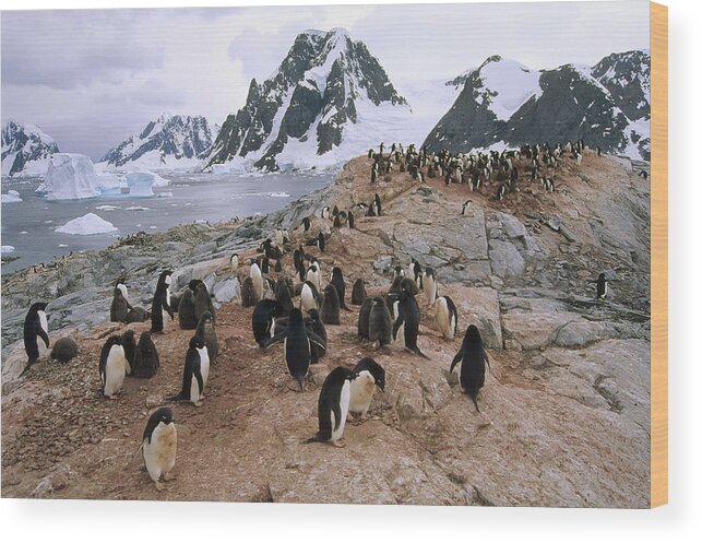 Feb0514 Wood Print featuring the photograph Adelie Penguin Rookery Petermann Island by Tui De Roy