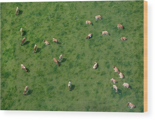 Animal Themes Wood Print featuring the photograph Aerial View Of Cows Grazing by Allan Baxter