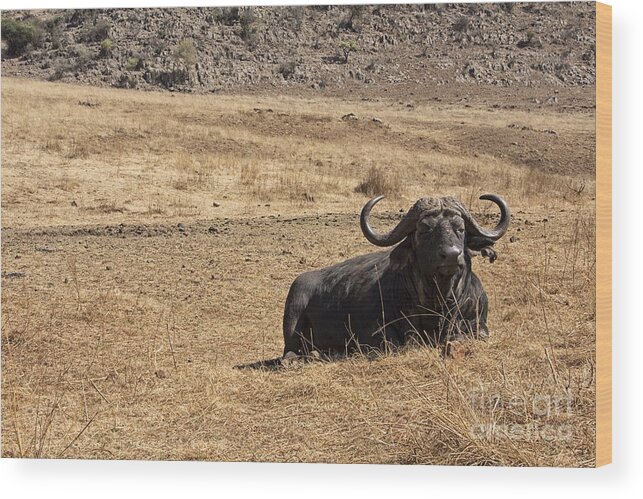 African Buffalo Wood Print featuring the photograph African Buffalo V2 by Douglas Barnard