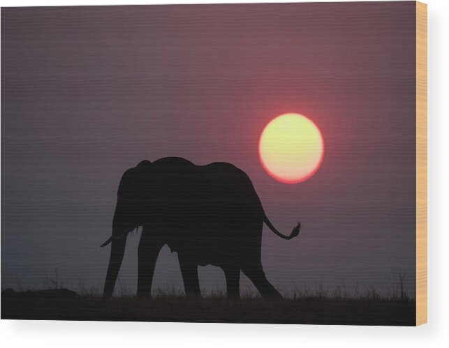Africa Wood Print featuring the photograph African Elephant At Sunset by Tony Camacho/science Photo Library