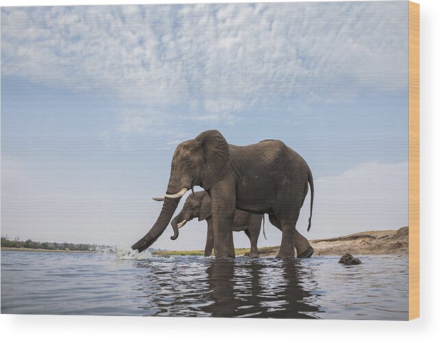 Vincent Grafhorst Wood Print featuring the photograph African Elephant Bulls Drinking Botswana by Vincent Grafhorst