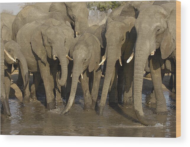 Feb0514 Wood Print featuring the photograph African Elephant Herd At Water Hole by Pete Oxford