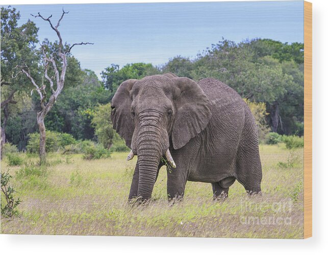 Elephant Wood Print featuring the photograph African Elephant by Jennifer Ludlum