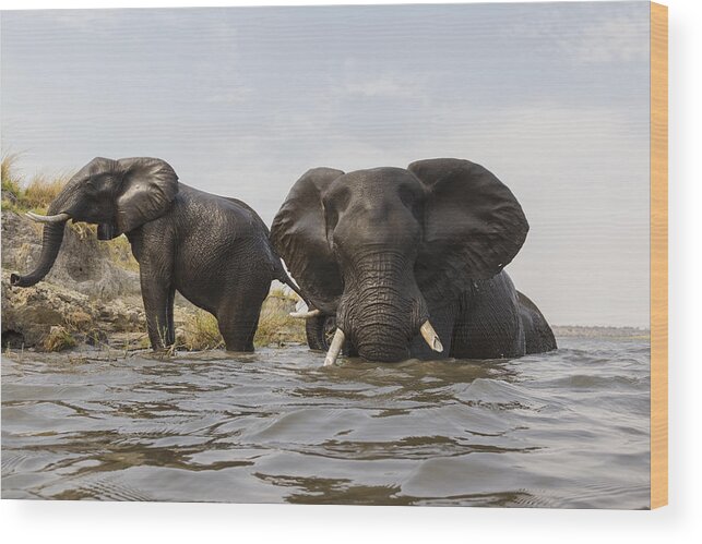 Vincent Grafhorst Wood Print featuring the photograph African Elephants In The Chobe River by Vincent Grafhorst