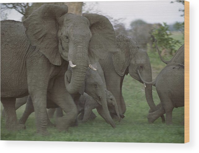 Feb0514 Wood Print featuring the photograph African Elephants Linyanti Swamp by Gerry Ellis