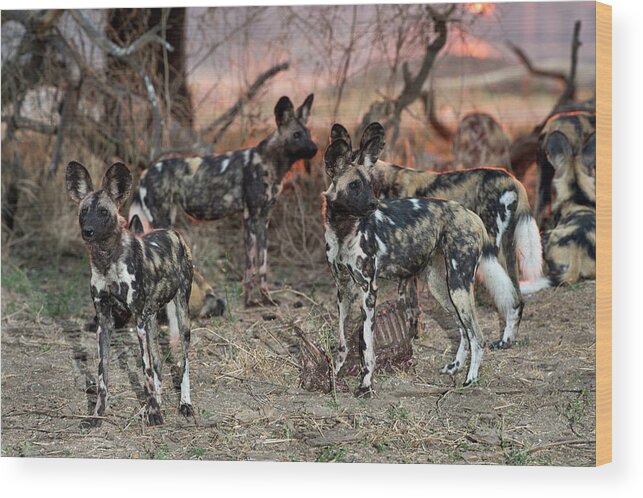Africa Wood Print featuring the photograph African Hunting Dogs With A Carcas by Tony Camacho