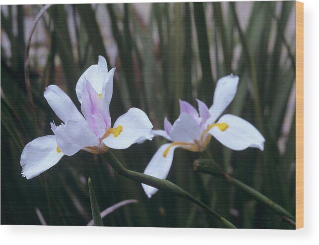 Dietes Vegeta Wood Print featuring the photograph African Iris (dietes Vegeta) by Sally Mccrae Kuyper/science Photo Library