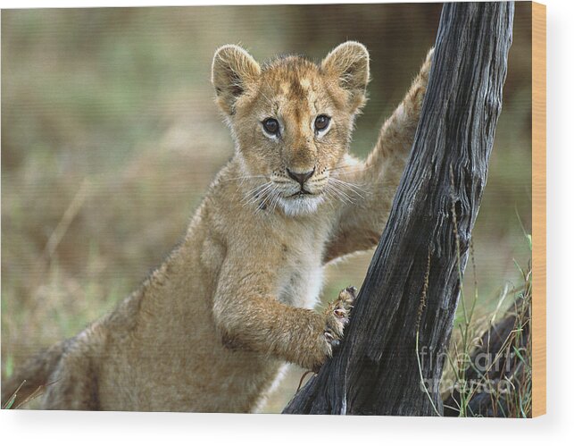 00344603 Wood Print featuring the photograph Lion Cub in Masai Mara by Yva Momatiuk John Eastcott