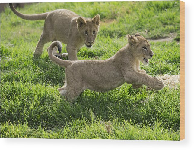 San Diego Zoo Wood Print featuring the photograph African Lion Cubs Playing by San Diego Zoo