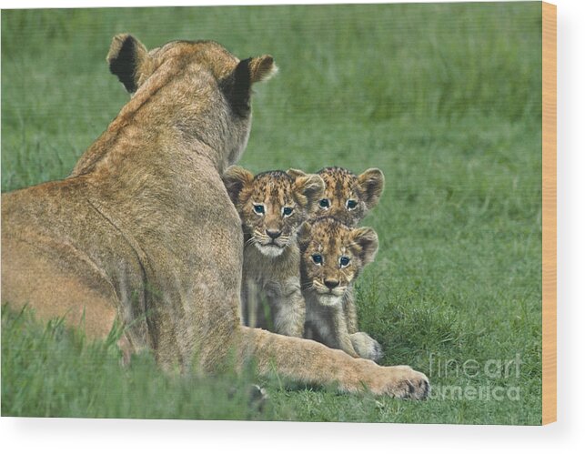 Africa Wood Print featuring the photograph African Lion Cubs Study the Photographer Tanzania by Dave Welling