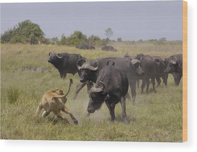 00217938 Wood Print featuring the photograph African Lion Evading Cape Buffalo Africa by Pete Oxford