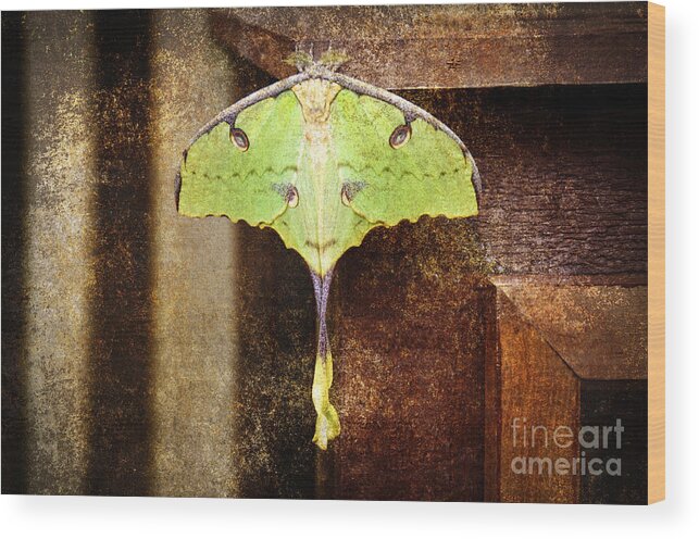 Butterfly Wood Print featuring the photograph African Moon Moth 2 by Andee Design