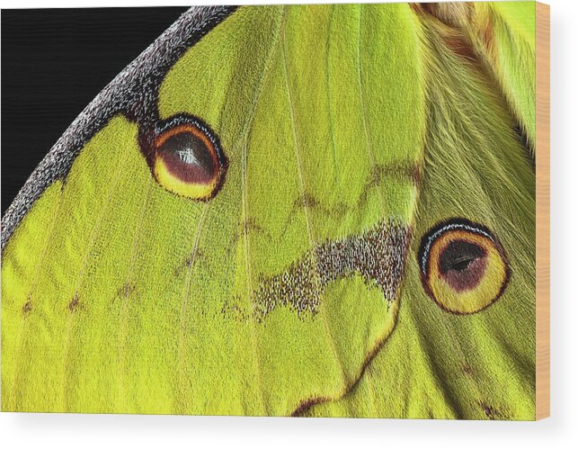 African Moon Moth Wood Print featuring the photograph African Moon Moth Wing by Alex Hyde