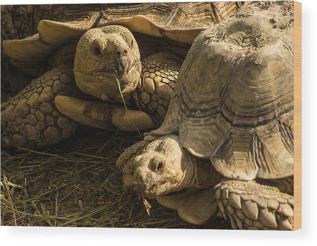 Tortoise Wood Print featuring the photograph African Spurred Tortoise by George Kenhan