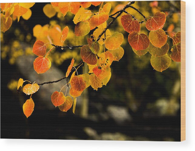 Fall Wood Print featuring the photograph After Rain by Chad Dutson