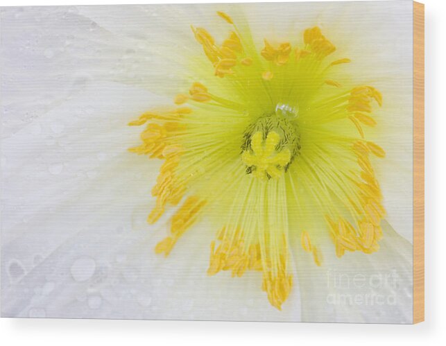 Poppy Wood Print featuring the photograph After the Rain by Patty Colabuono
