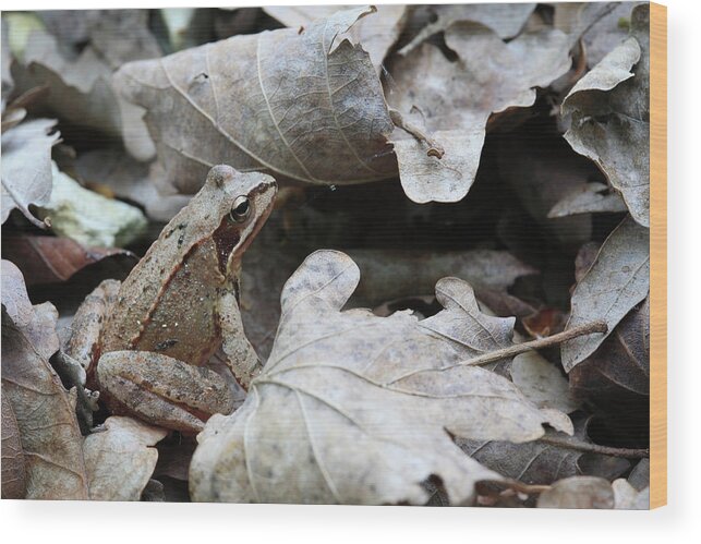 0061224 Wood Print featuring the photograph Agile Frog Rana Dalmatina In Leaf by Cyril Ruoso