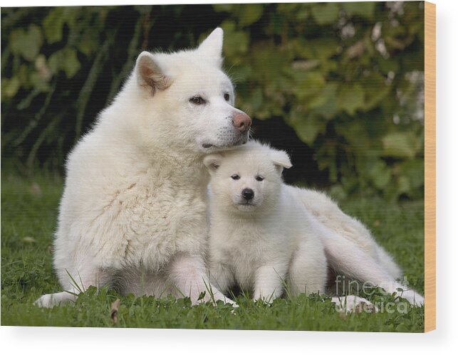 Dog Wood Print featuring the photograph Akita Inu Dog And Puppy by Jean-Michel Labat