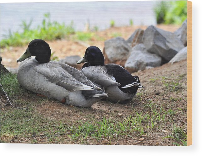 Alabama Wood Print featuring the photograph Alabama Ducks Taking a Rest by Verana Stark