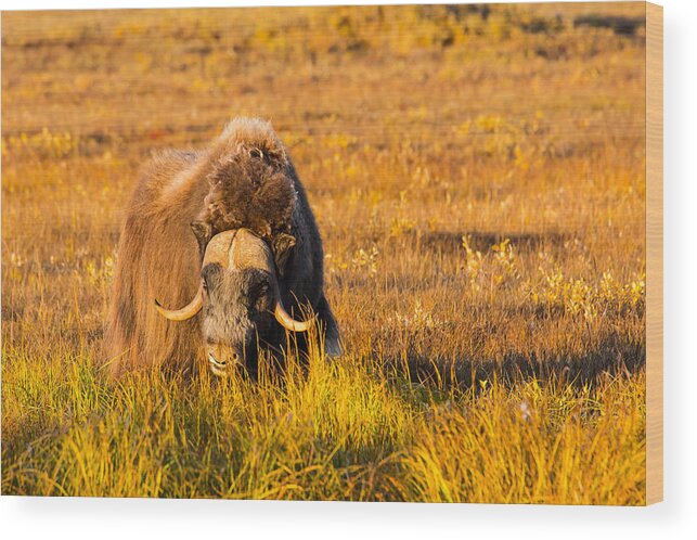 Sam Amato Photography Wood Print featuring the photograph Alaska Musk Ox by Sam Amato