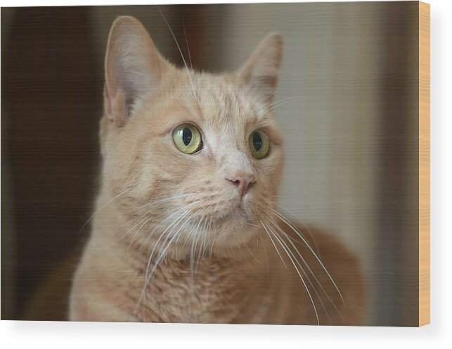 Red Tabby Wood Print featuring the photograph Alfie by Fraida Gutovich