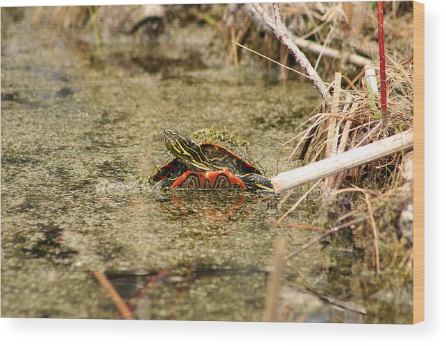 Western Painted Turtle Wood Print featuring the photograph Algae Covered Painted Turtle by Robert Hamm