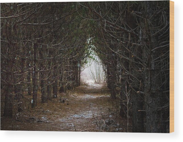 Forest Wood Print featuring the photograph Alice in Wonderland by Daniel Martin