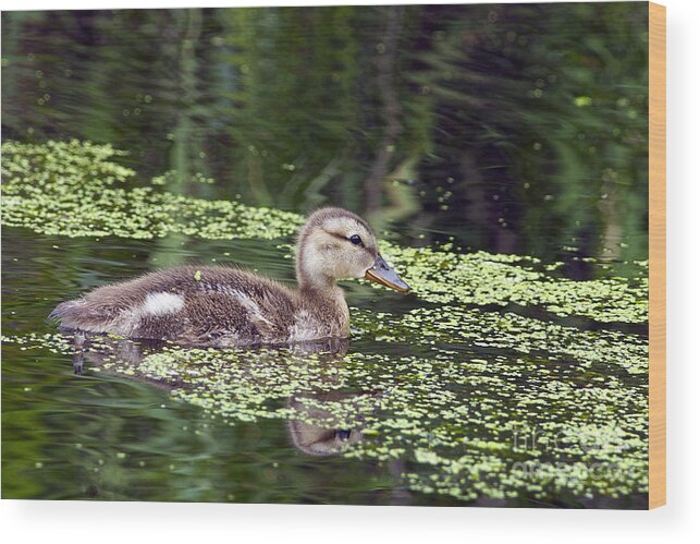 Mallard Wood Print featuring the photograph All Alone by Sharon Talson