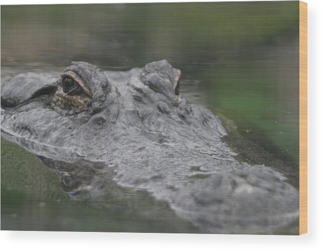Animal Wood Print featuring the photograph Alligator by Deana Glenz