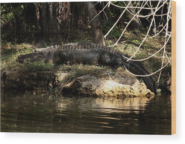 Alligator Wood Print featuring the photograph Alligator by Joseph G Holland