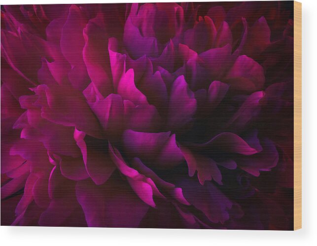 Floral Wood Print featuring the photograph Allure by Darlene Kwiatkowski