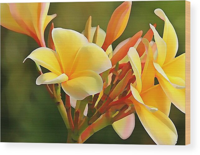 Plumeria Wood Print featuring the photograph Aloha by Jean Connor