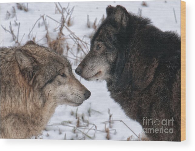 Wolf Wood Print featuring the photograph Alpha by Craig Leaper