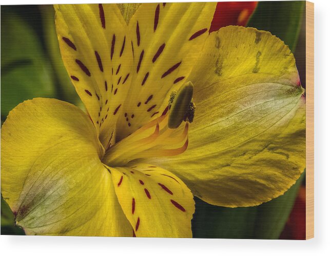 Alstroemeria Wood Print featuring the photograph Alstroemeria Bloom by Ron Pate
