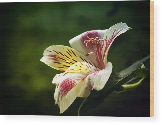 Floral Wood Print featuring the photograph Alstroemeria One by Darlene Kwiatkowski