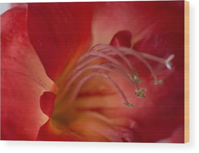 Flower Wood Print featuring the photograph Amaryllis by Kathleen Messmer