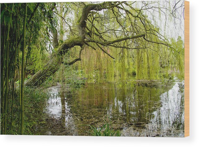 A Lanscape Picture With Green Bamboo Wood Print featuring the photograph Amazingly green by Elena Perelman