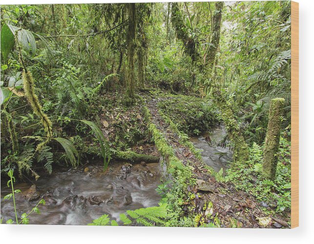 Nobody Wood Print featuring the photograph Amazonian Cloud Forest by Dr Morley Read