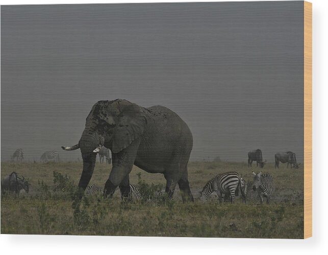 Dust Storm Wood Print featuring the photograph Amboseli Giant by Gary Hall